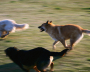 dogs001